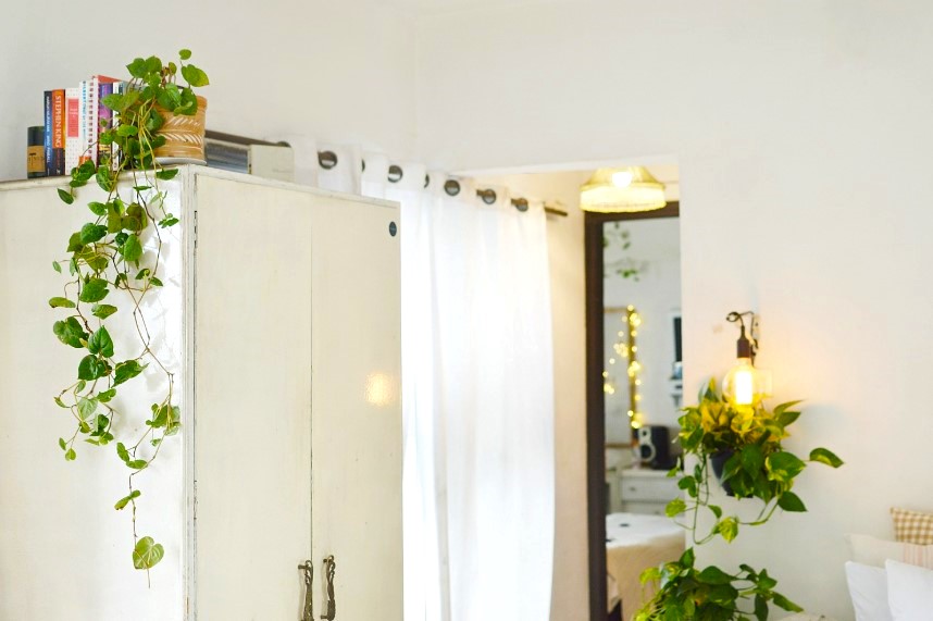 Feng Shui Benefits of Money Plant
