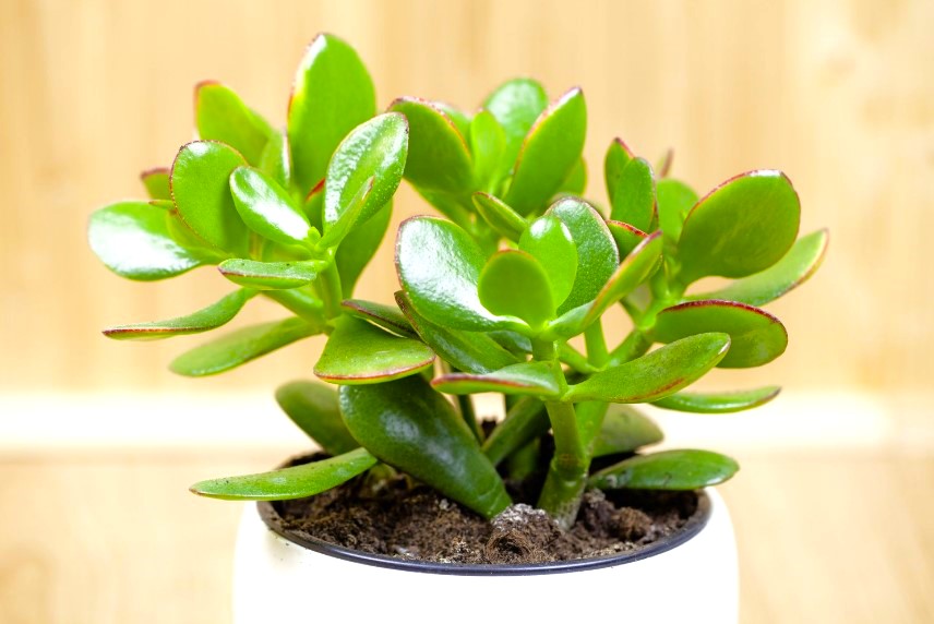 General Planting Tips