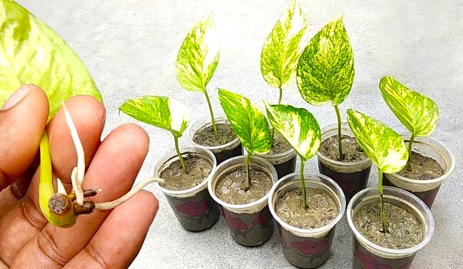 Growing Money Plant in Soil