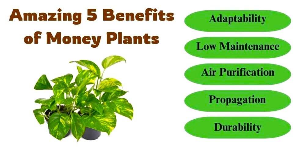 Health Benefits of Money Plant