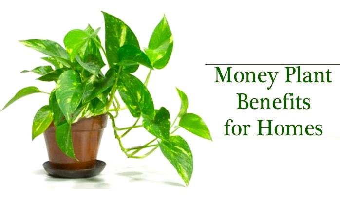 Home Decor Benefits of Money Plants