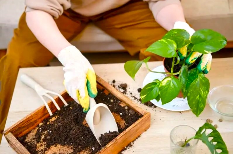 How to Grow Money Plant Faster