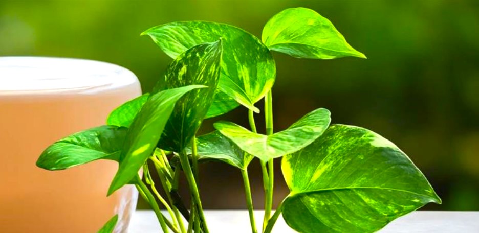Money-Plant-Care-2025-Benefits-Vastu-Growing-Tips