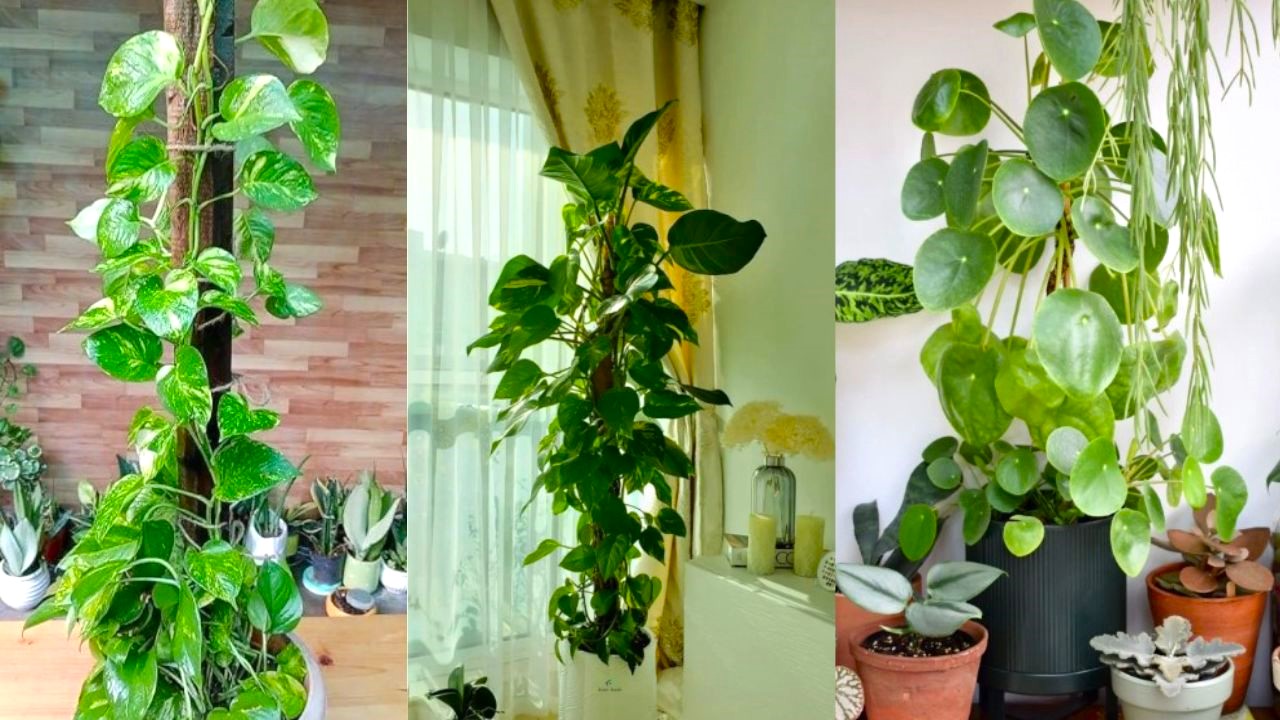 Money-Plant-Care-2025-Benefits-Vastu-Growing-Tips