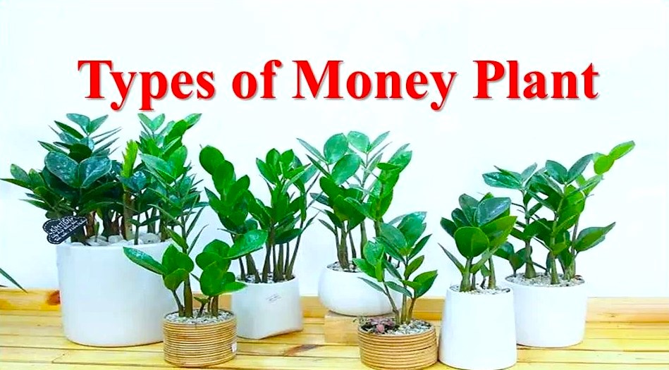 Money Plant Varieties You Should Know