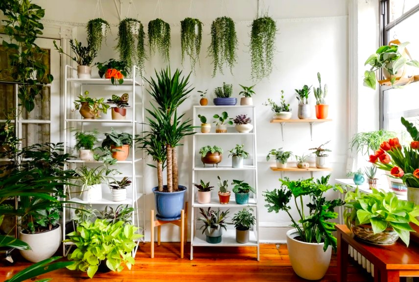Styling & Décor Ideas of Money Plant