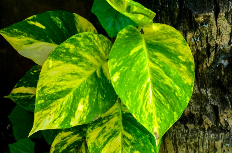 What is a Money Plant