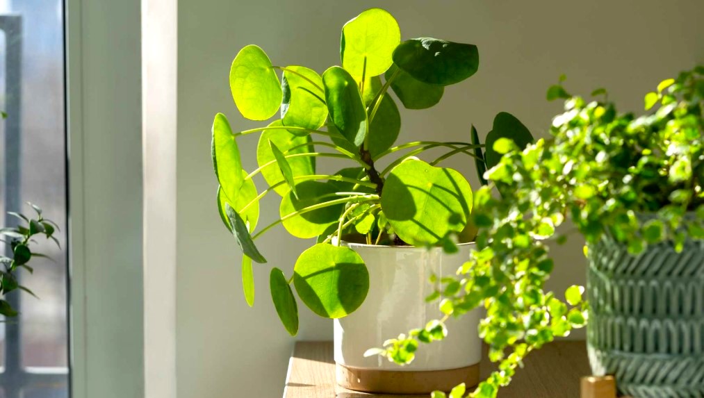 Where NOT to Place Plant